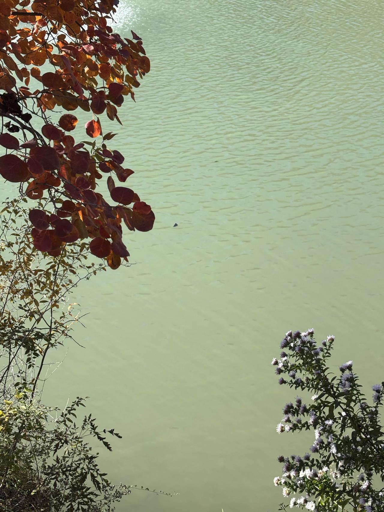 最近坡峰岭的红叶🍁火的一塌糊涂，网上全是吐槽的，堵车、管理差，我去之前就做了思