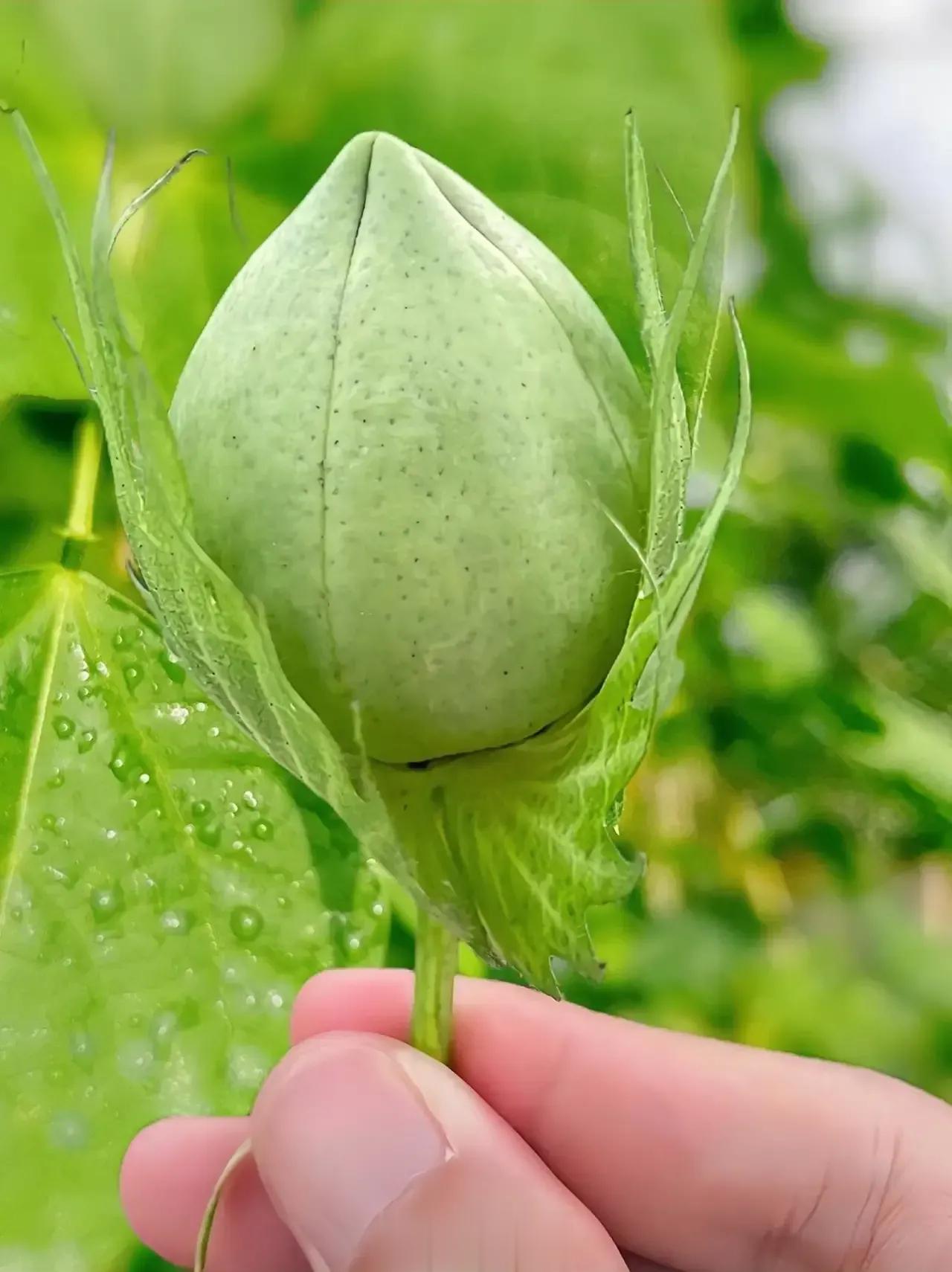 桃子，快红了。 ​​​