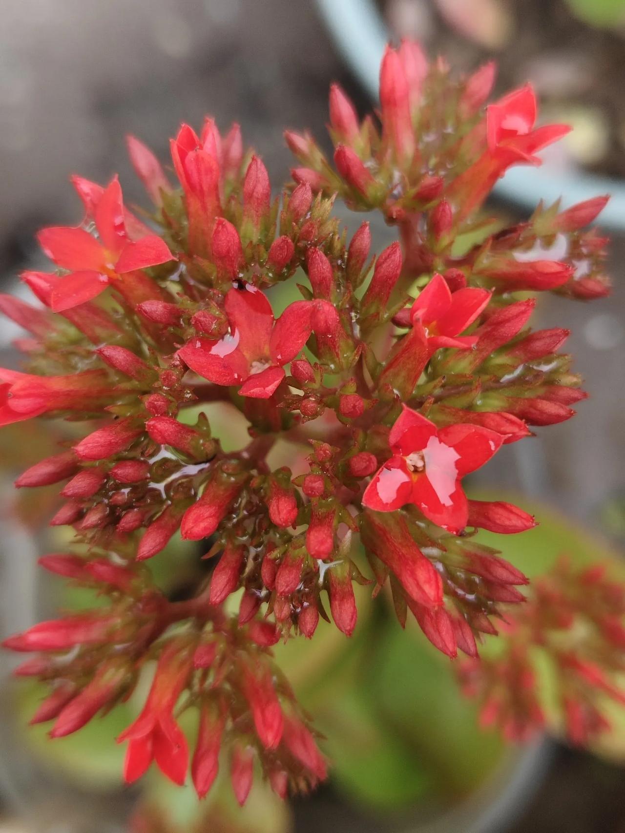 种花得花，感谢一下辛苦的老己。