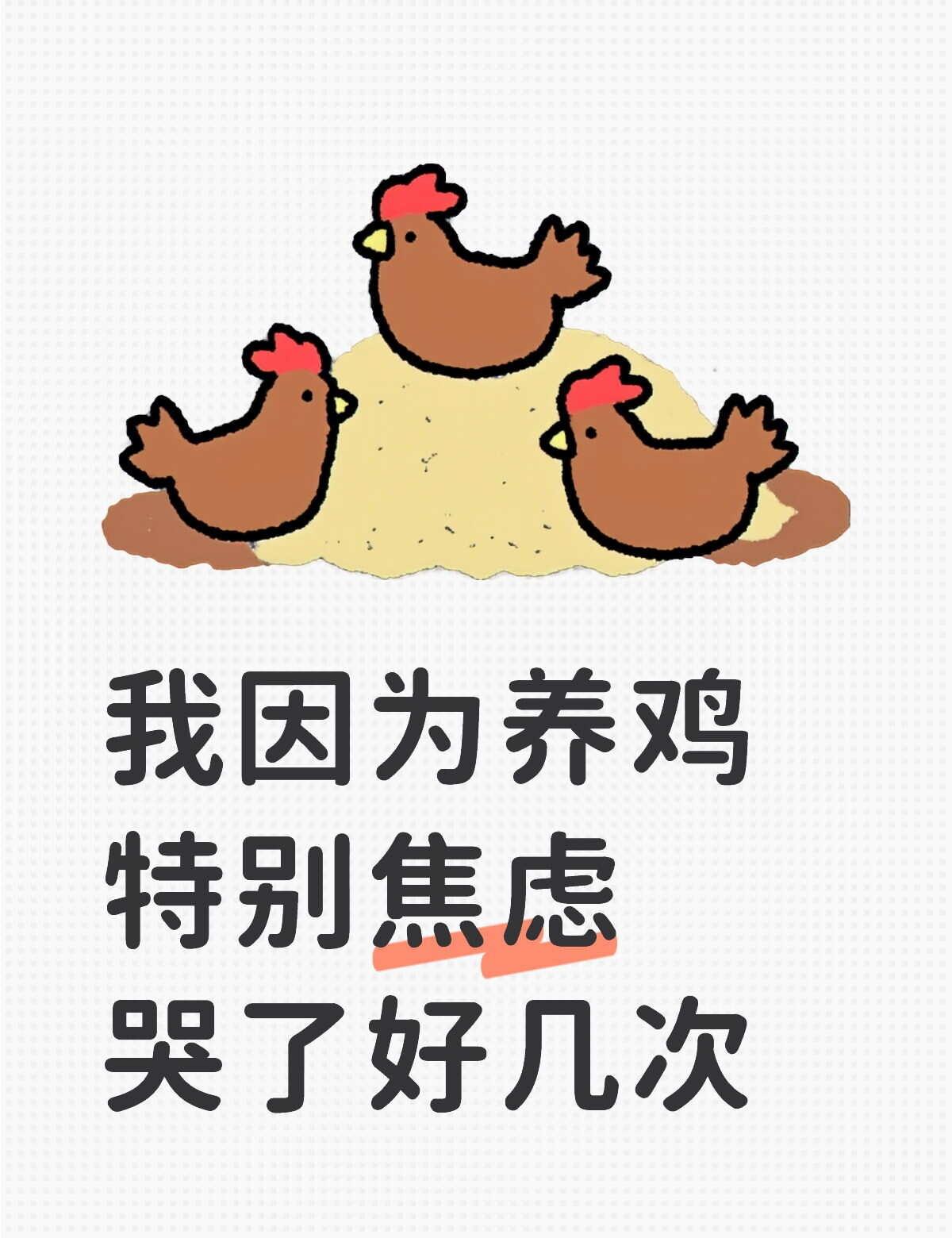 如图
我三天前因为特别喜欢鸡买了一只 我两年前也养过，但是出了意外走了 所以这次