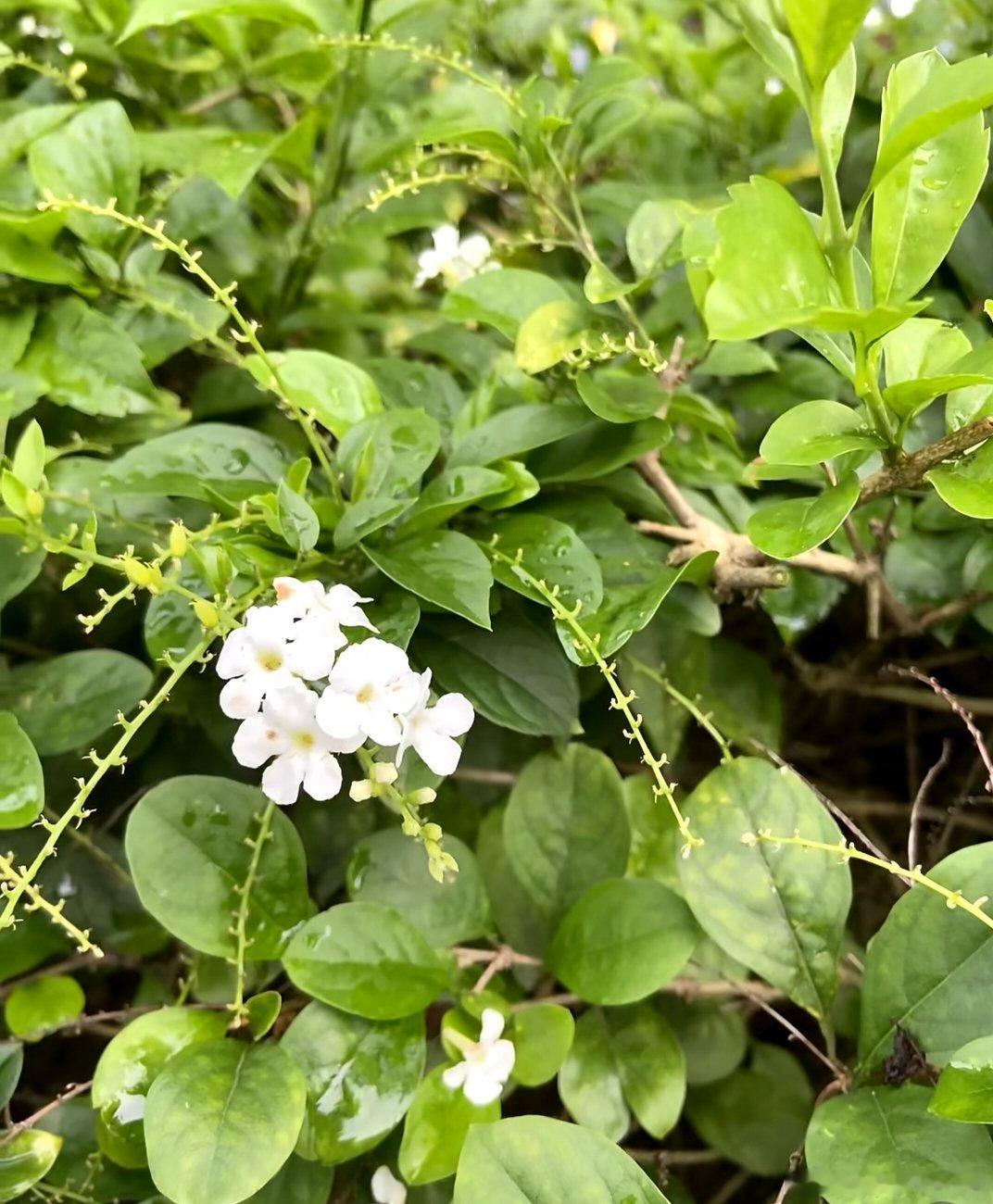 ～365植物心语～ 🌿✨📅 0️⃣8️⃣月0️⃣7️⃣日今日植物：金露花（D