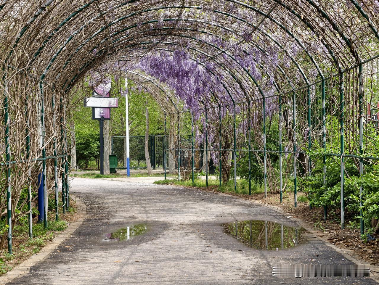 有人在看花，你发现了吗？看看地上的水，像不像人的眼睛？
像不像正在看头顶的花。