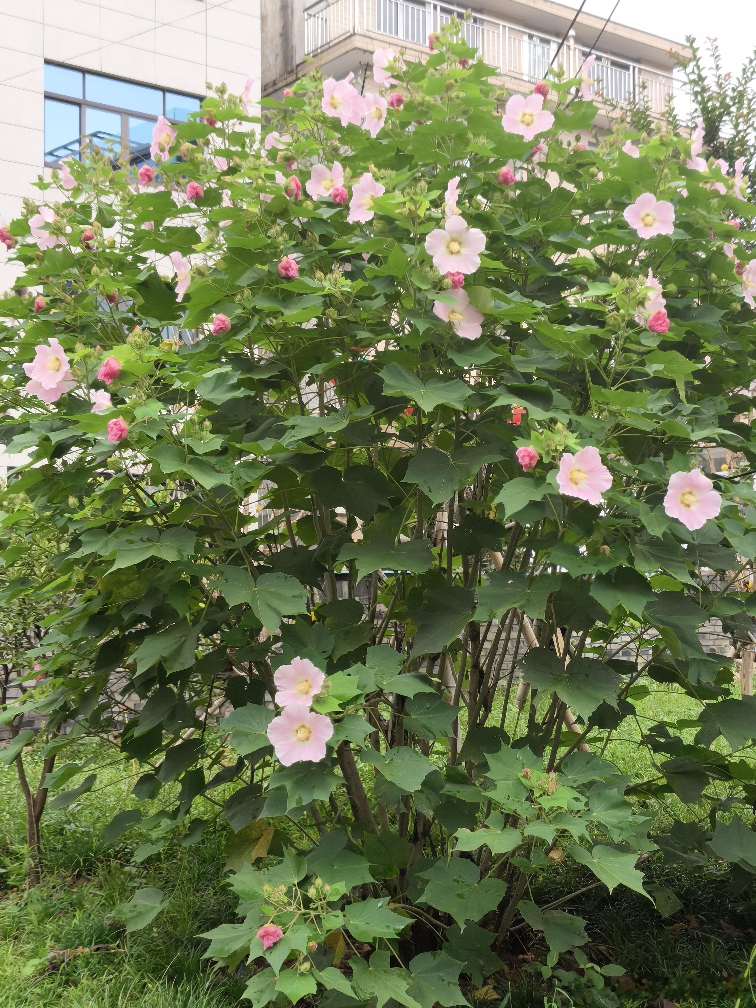 黄岩 一树繁花，满目温柔。 