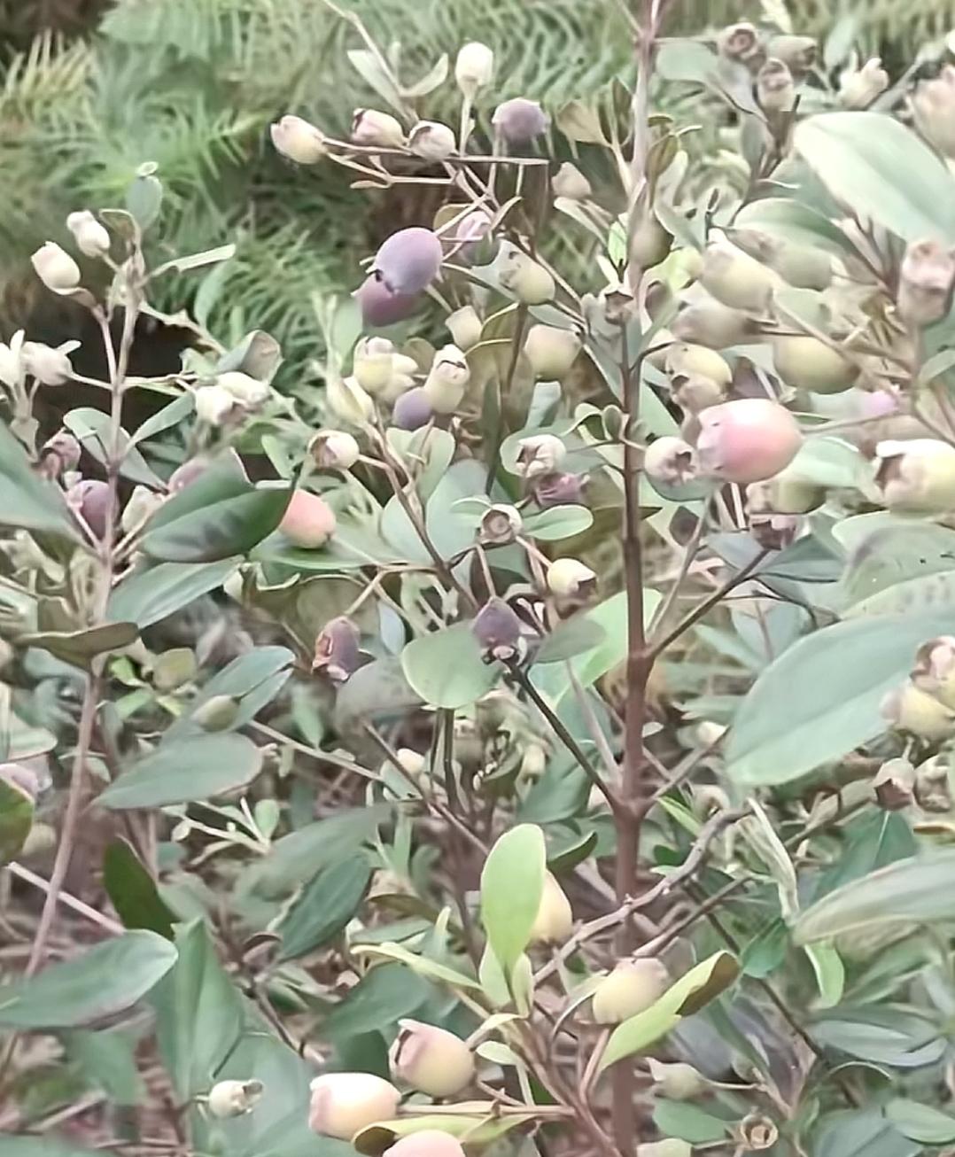 这是一棵结满果实的树。大家看看这是什么植物，非常漂亮，开花🌸吗？