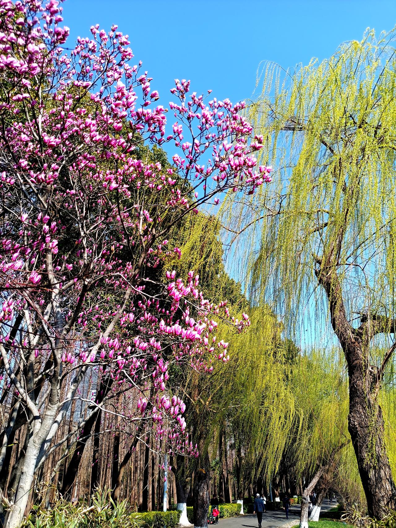 玉兰花开的时候——南京玄武湖
 
春风拂过玄武湖的岸堤时，紫玉兰便先于百花，把整