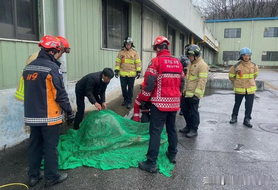 鸵鸟逃离韩国动物园，躲避交通一个小时后被抓获。

首尔地方当局周二表示，一只从韩