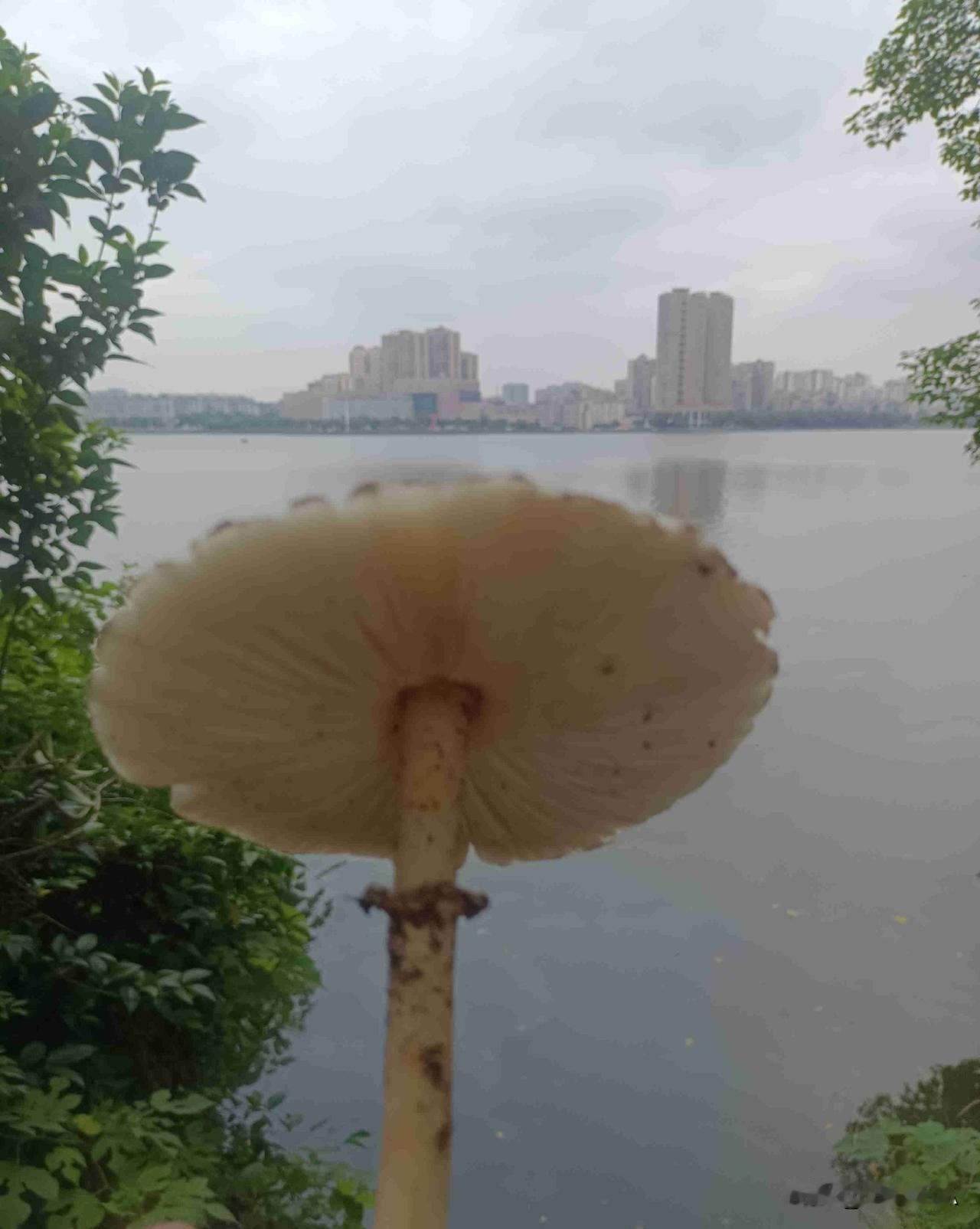 我的今日状态：😁轻松愉快
我这里的天气：🌈雨过天晴。据说是有毒的蘑菇，只能看