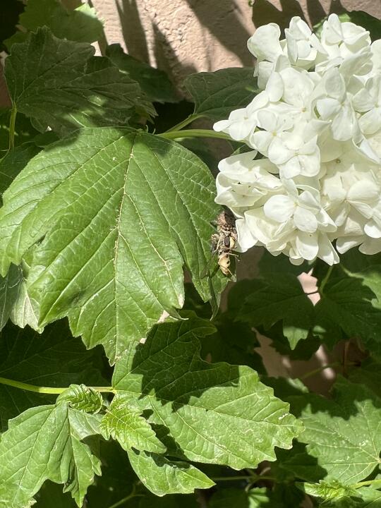 蜘蛛把小蜜蜂吃了🐝