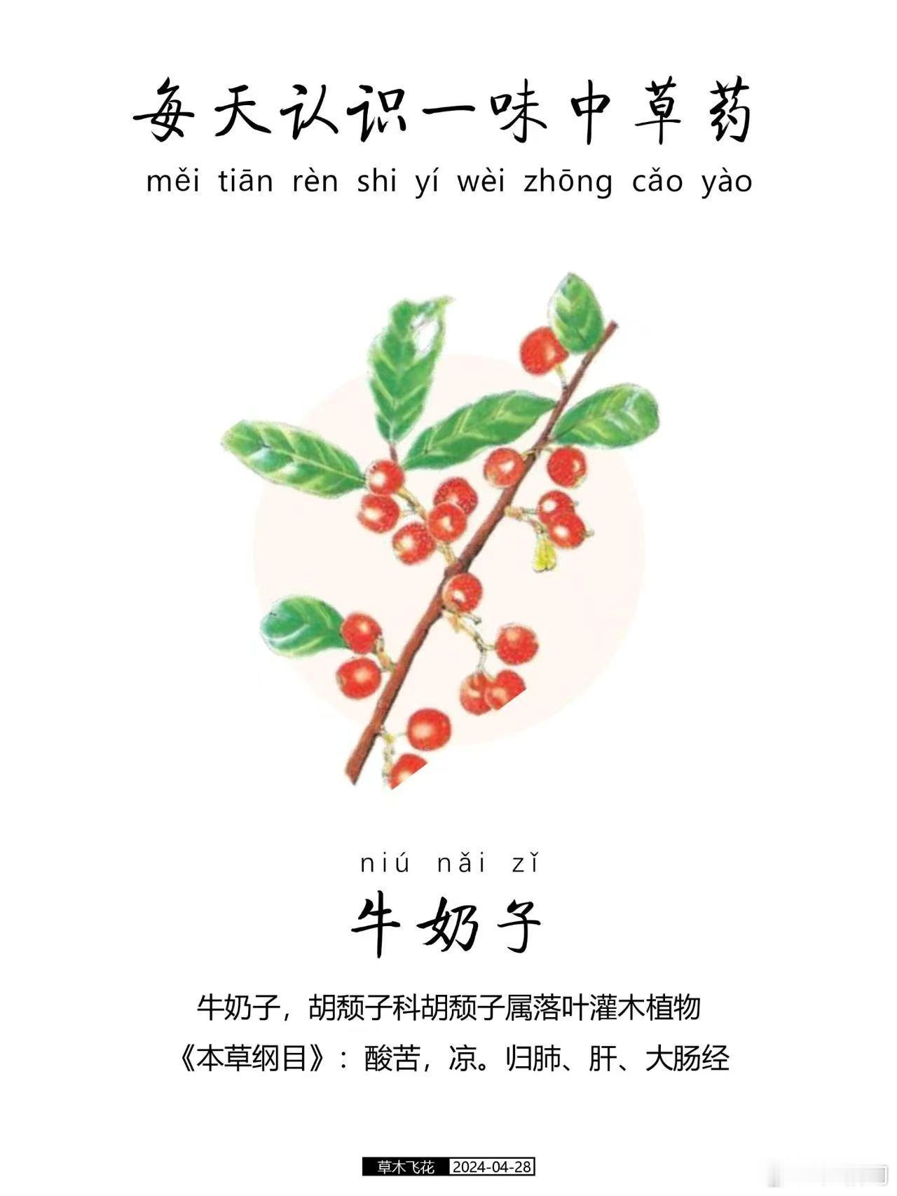 牛奶子原来是种植物 又被福建的草根汤惊艳到！牛奶子藏在深山当中，也是当地很经典的