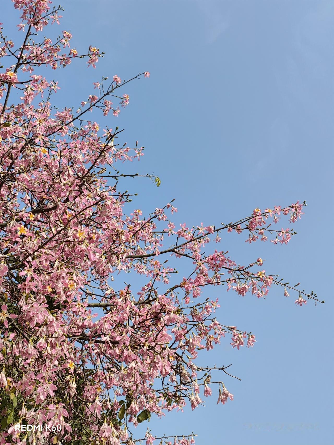 晒图笔记大赛发现身边的美，心烦的时候，不仿出去走走，说不定你有意外的收获[害羞]