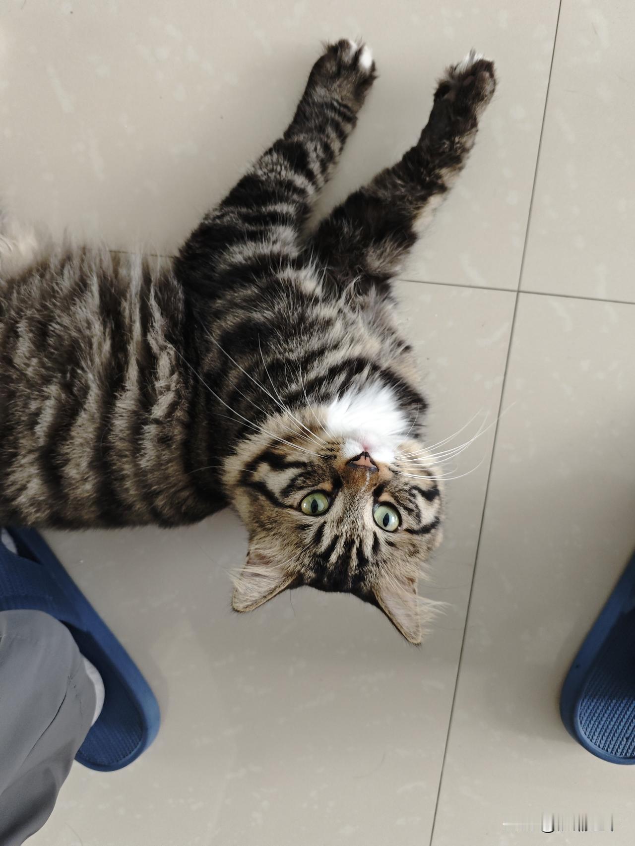 分享一张小猫咪照片