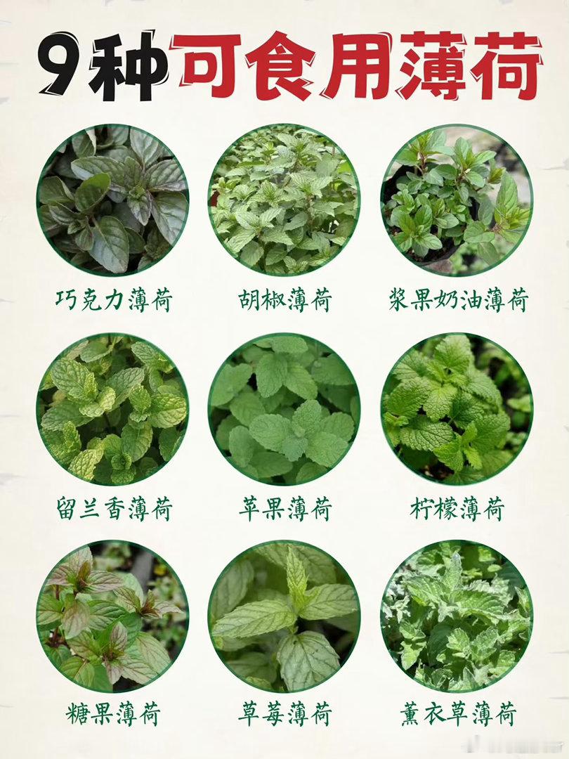 难怪我北方的朋友不爱吃薄荷跟芥末一样之前看有日本人在网上说“中国的芥末是杀人工具