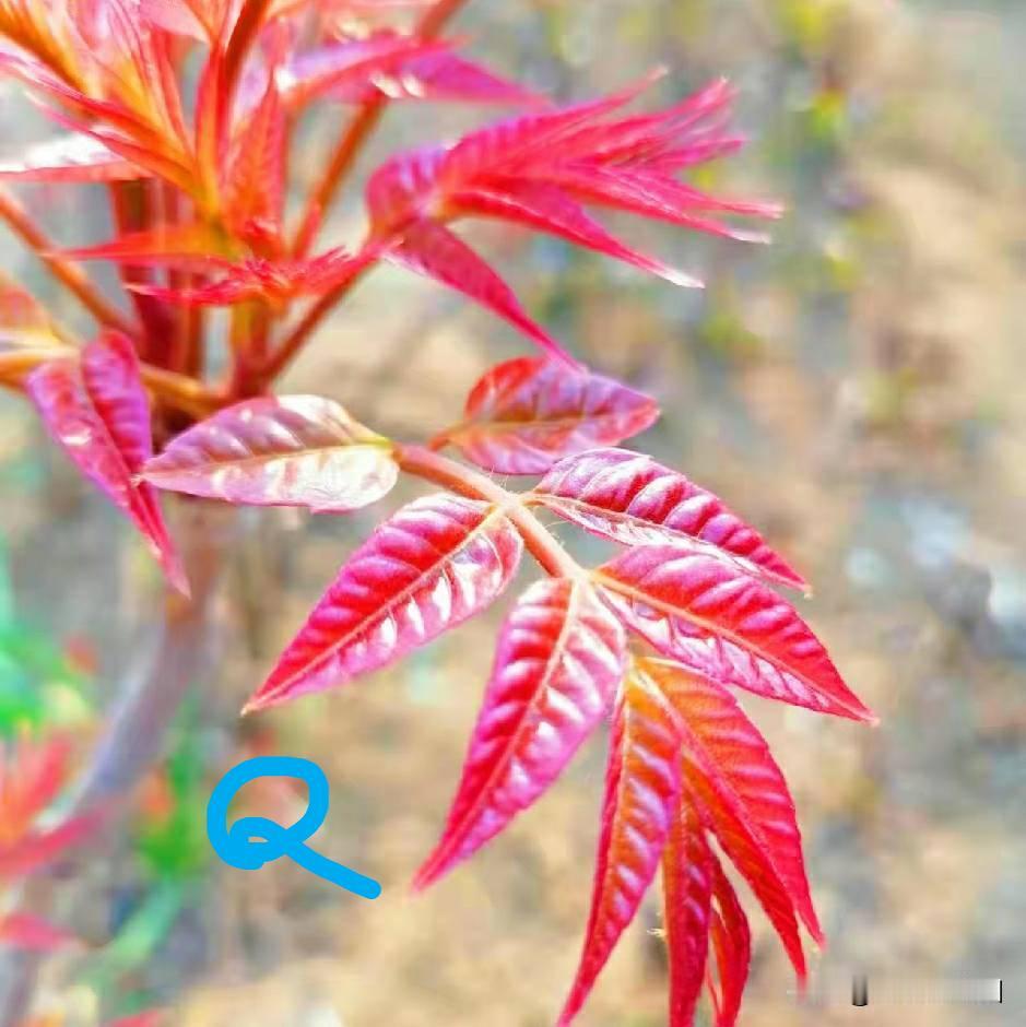 【老乔头种果菜·会种会采会吃】	我园椿芽如花  采吃都要对得住这份美

我园香椿