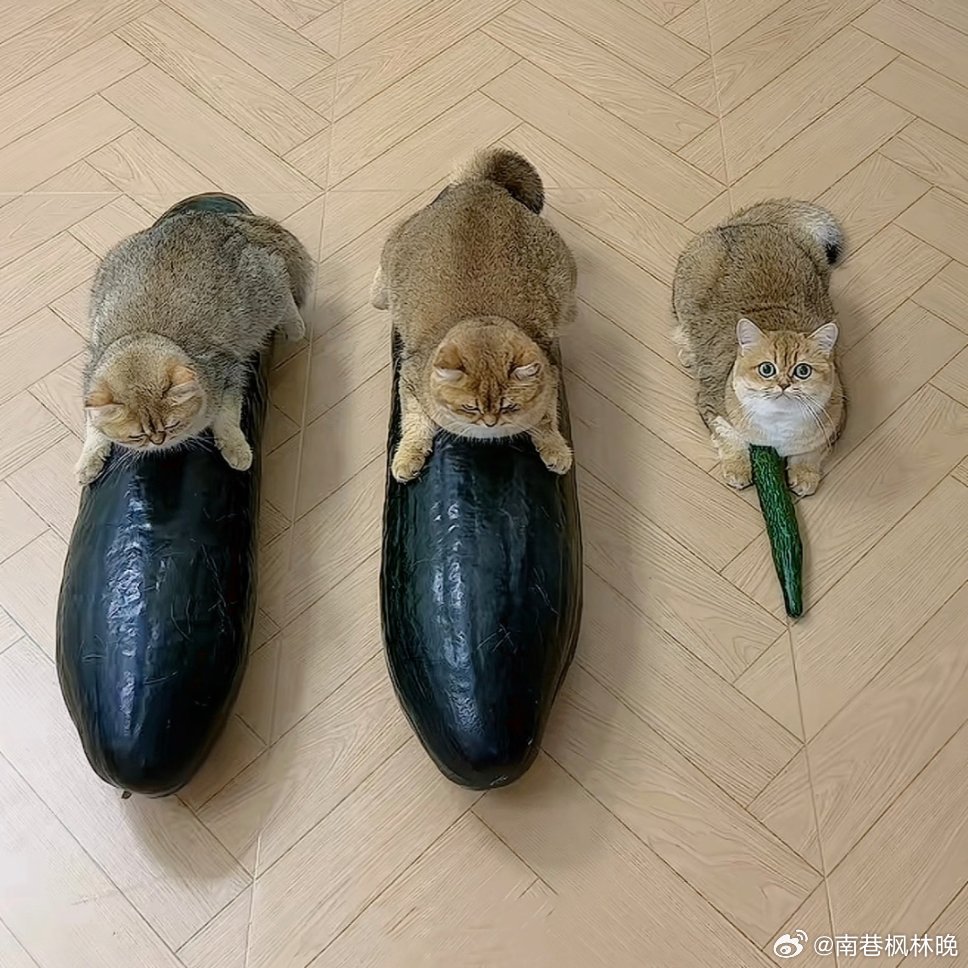 小猫抱冬瓜后遗症夏天超火的冬瓜天然凉垫，好多猫咪抱着不肯撒手乘凉，但第一批“受害