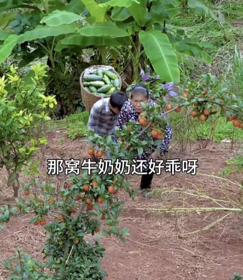 哈哈！徐三娃家的大小号联动，拍成了连续剧，结局是：小开心摔倒不开心了！

徐三娃