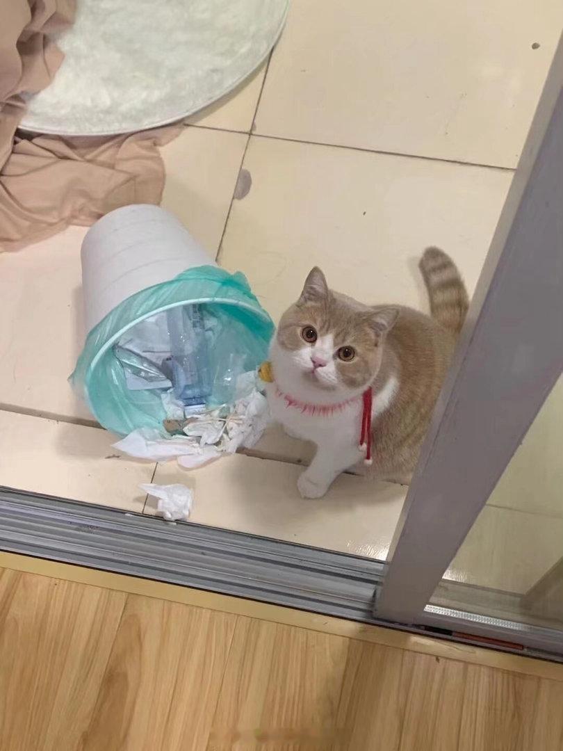 我发现屁股残留的小猫面相已经没有了！变成了纯粹的公猫面相。 