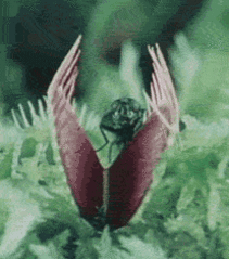 每天一条冷知识 捕蝇草啥都爱往嘴里塞，碰一下就会关门。但它的每个夹子一辈子大概只