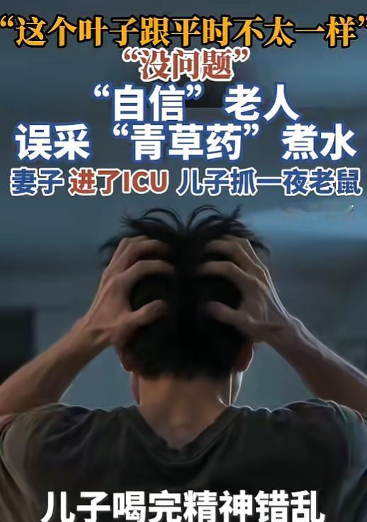 2026年8月3日，广东汕头一位老人本想采点“蛇舌草”煮水止咳，没想到认错了植物