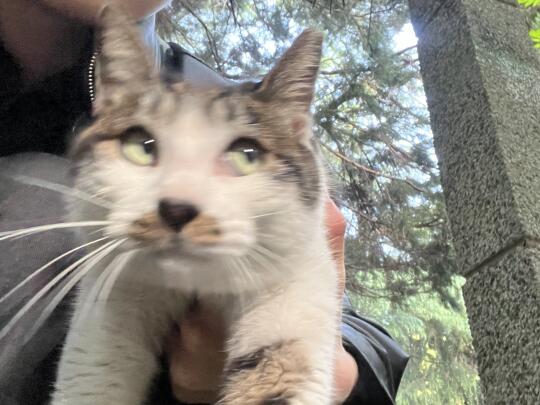 这只偷感小笨猫现在怎么样了？