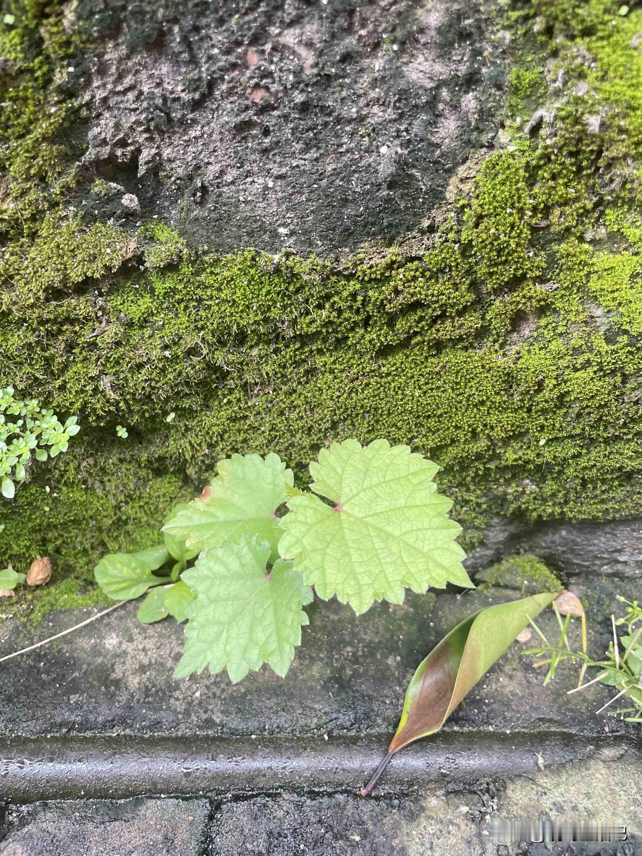 谁能告诉我，这个植物叫什么名字？