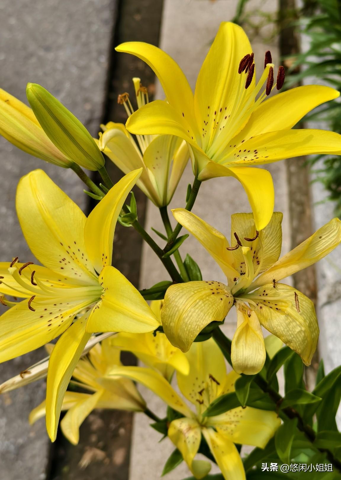 夏天的哈尔滨百合盛开。
在姐姐家小区院里，看到好多种百合，流光异彩，芬芳四溢。