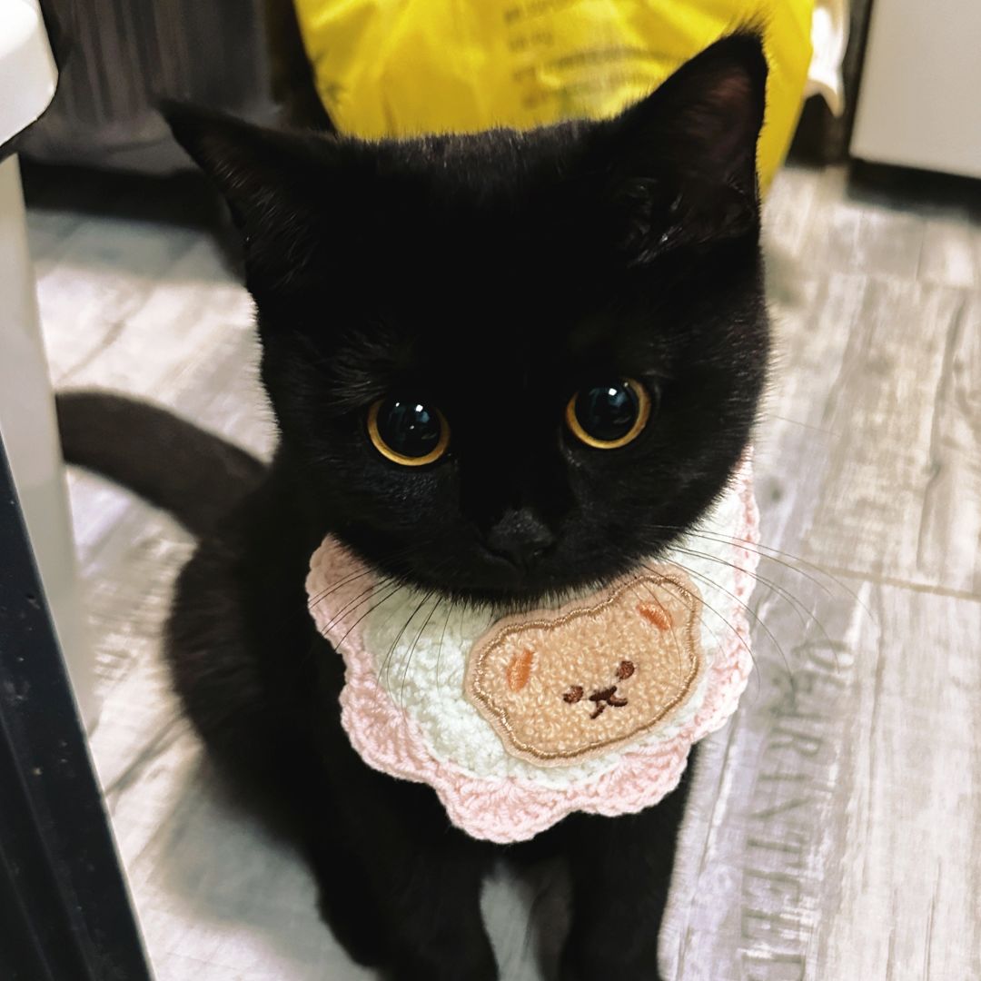 “当你今天出门前忘记亲亲小猫”