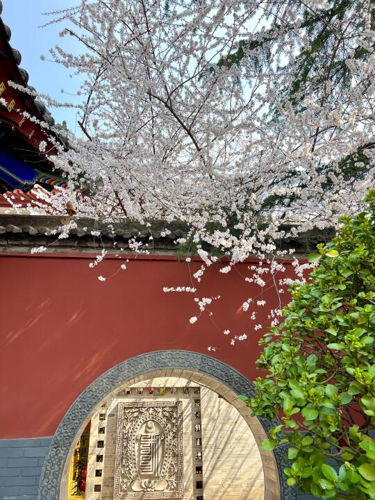 3.11实拍，广仁寺桃花正盛观赏期，错过等一年