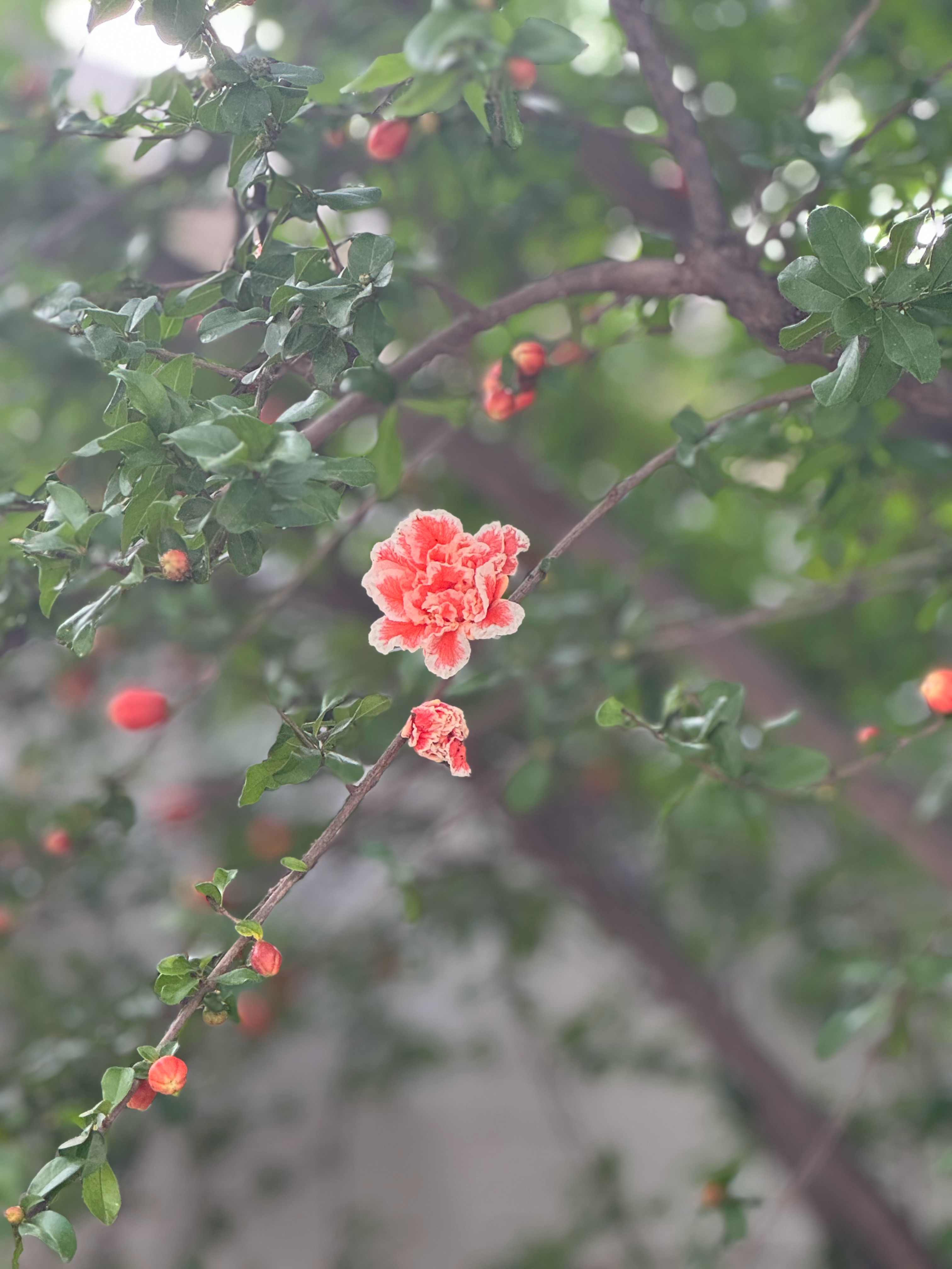 今年的第一朵石榴花 
