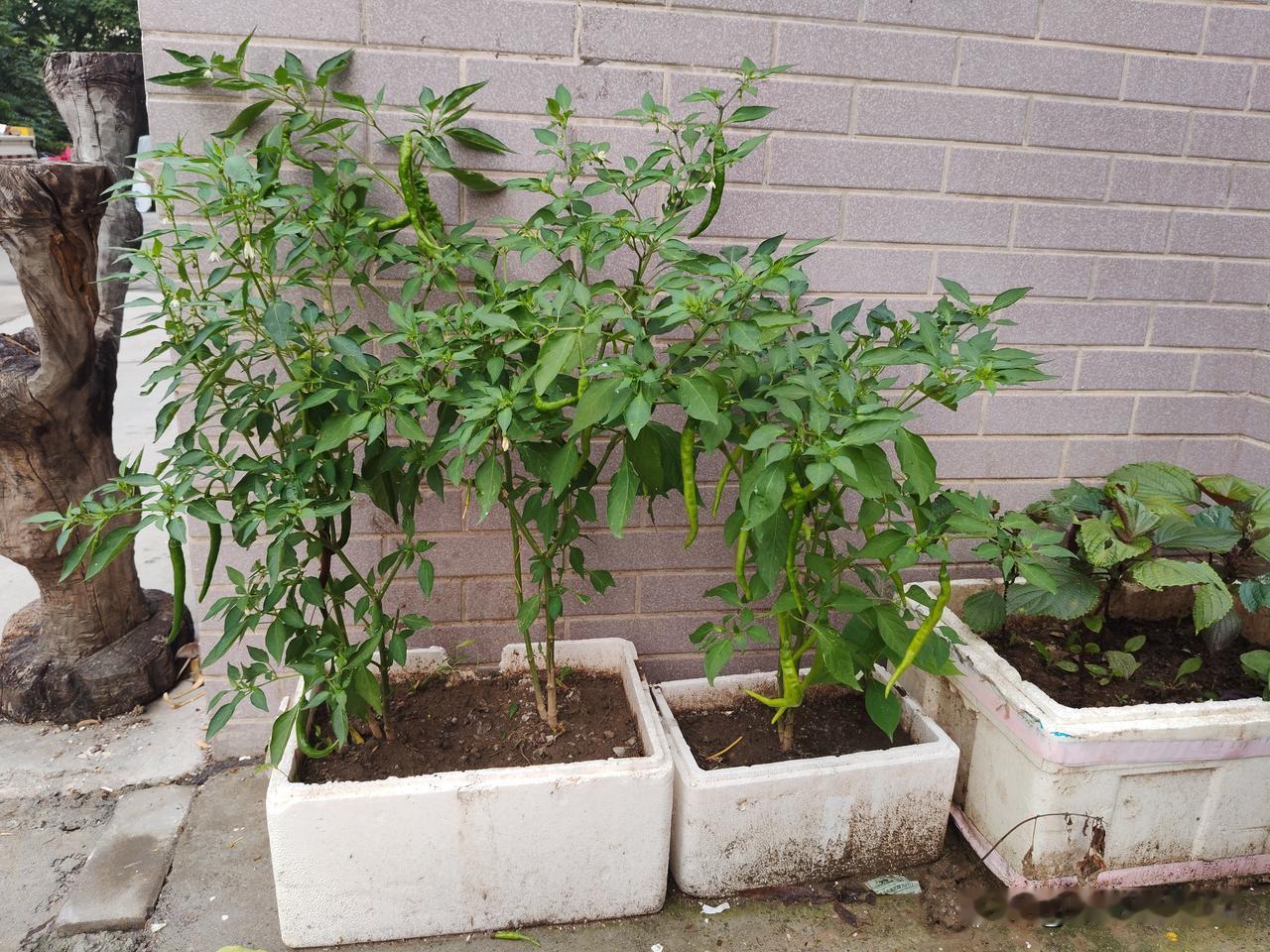 作为一个机械工人退休两年了，从来没有种过地，种辣椒也有了两年的经验，今年河北保定