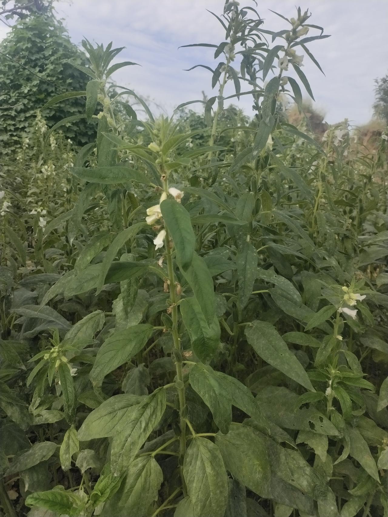 聊聊送娃开学后我的焦虑今年我女儿秋季入学就上七年级了。她所分配的初中离我家有3.