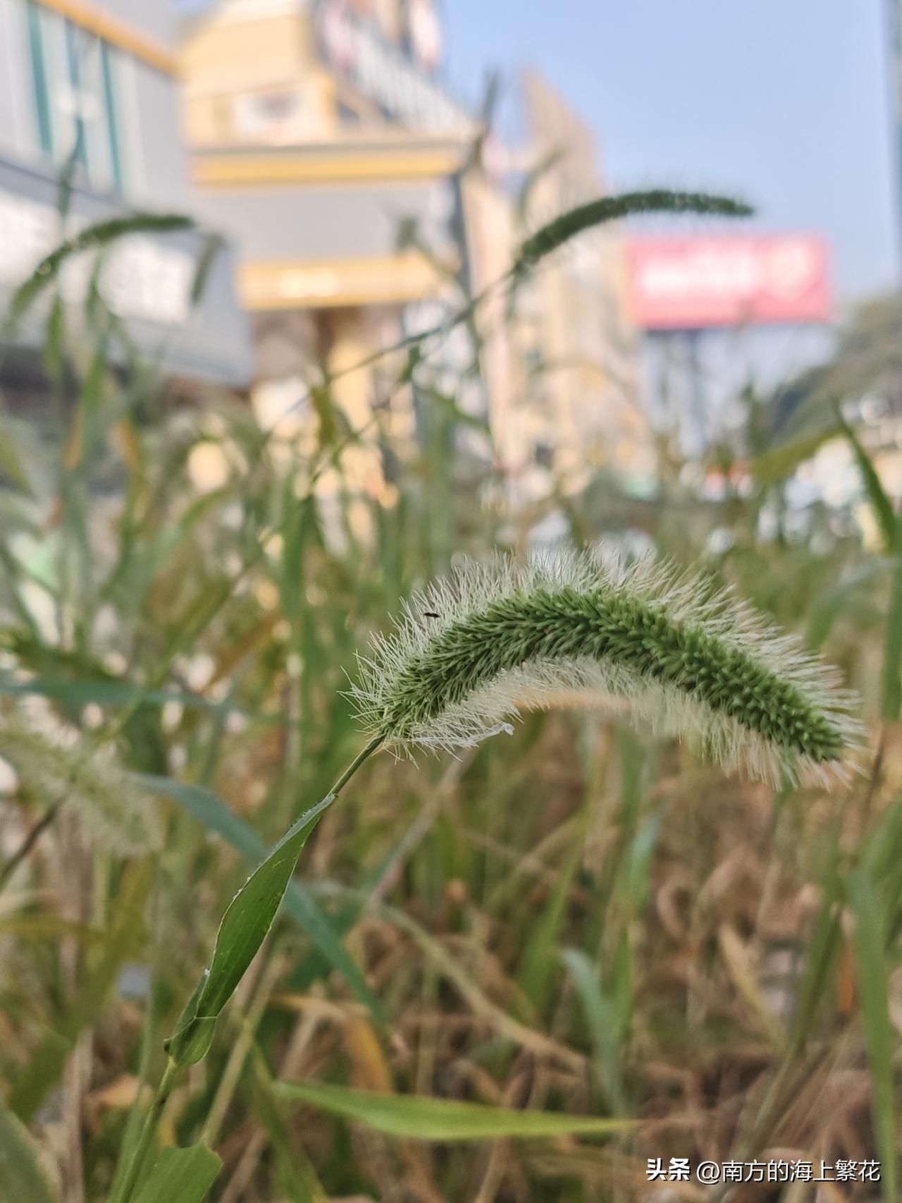 我是一个不会拍照的人，大家觉得我拍出来的这个效果如何？
以前我拍出来的照片都是僵