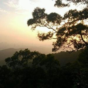 云山松