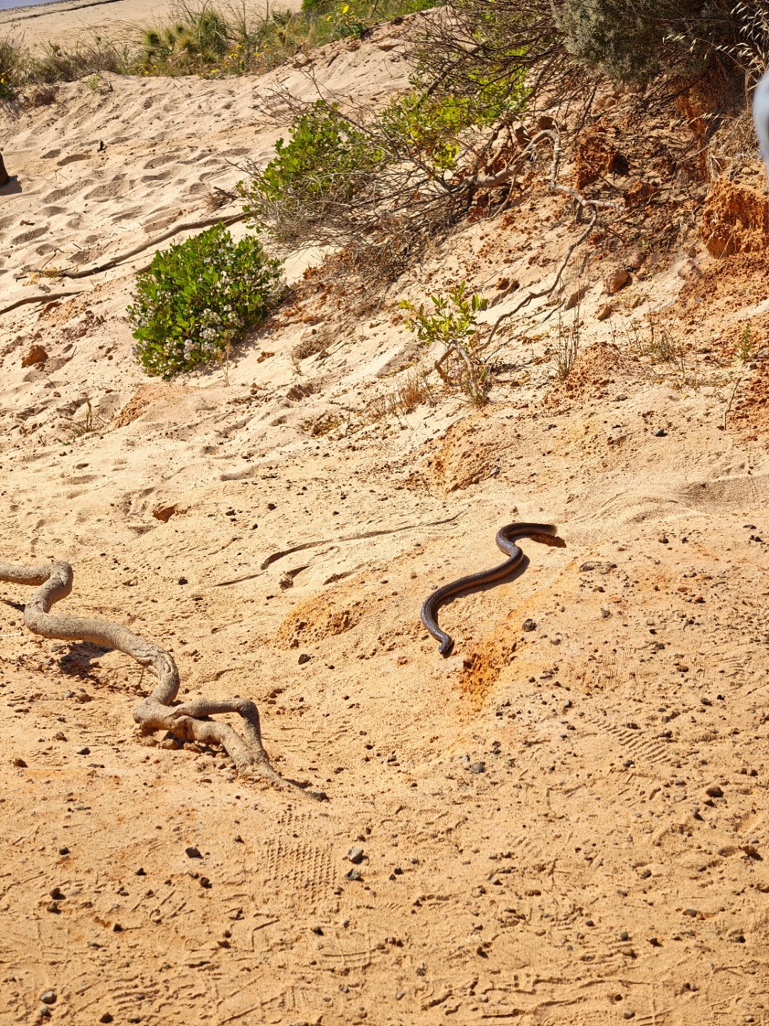 有蛇🐍，慎点。旅行摄影  ​​​