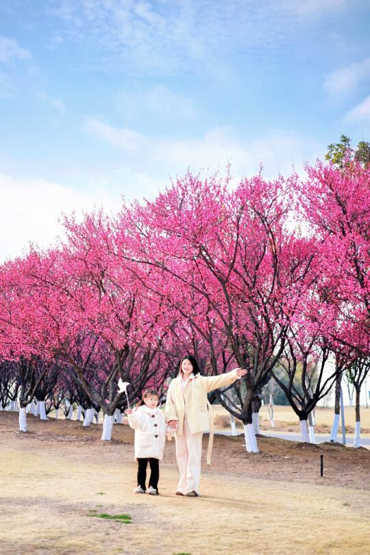 青山江滩梅花🌸已开❗️人少景美遛娃不废妈