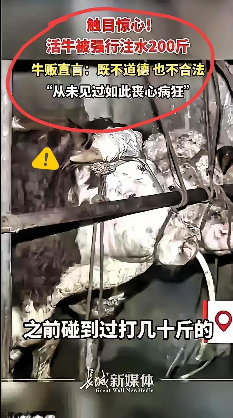 真的是丧尽天良！
近日，广西钦州一男子买了一头牛，结果买回来以后，这头牛不断向外