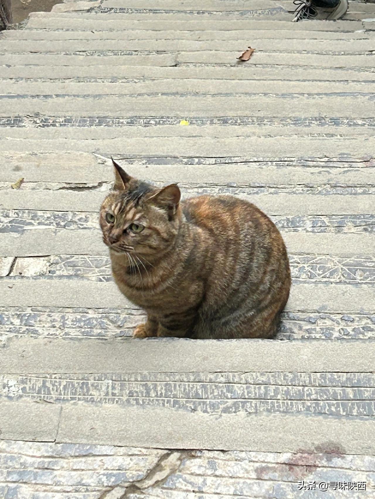 秦岭山流浪猫，前几日去了南五台，沿途遇见多只流浪猫，前四张是爬山时拍的，不怕人，