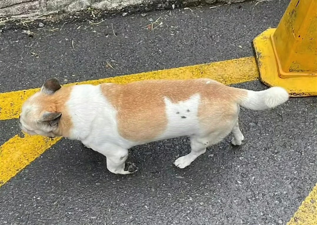 小狗有个形影不离的猫朋友 ​​​