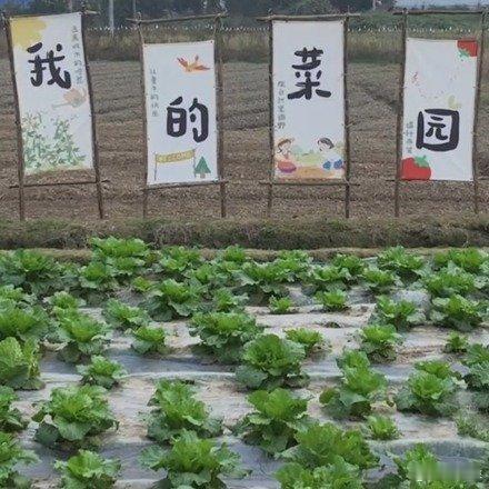 #一二线城市共享菜园带火休闲经济##城市农夫让种地变成一门生意# 我以前在农村生