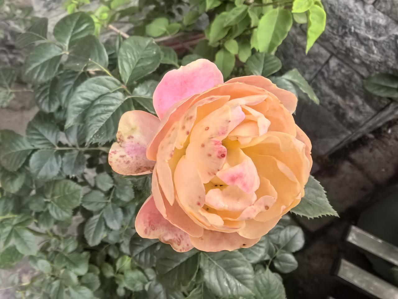 粉嫩玫瑰绽放，自然之美尽显！🌹🌸