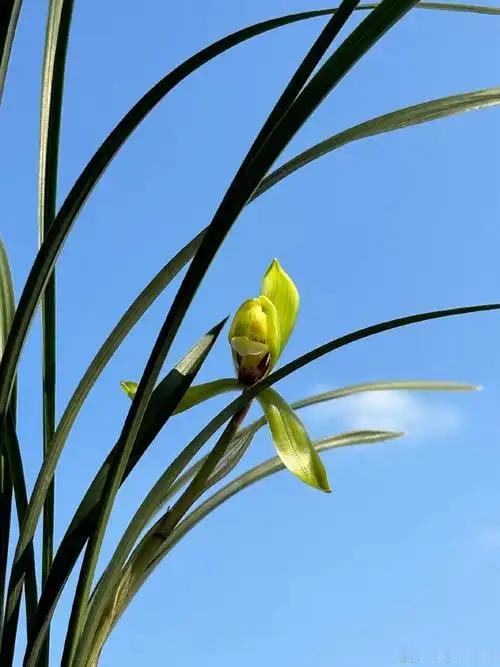 下联：自律愈显品格高。

（题图来自网络）