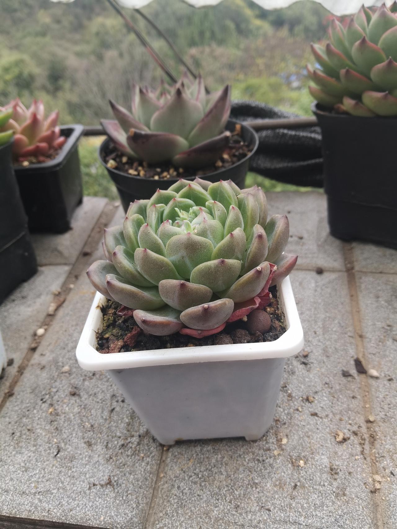 A股看国家队的底线，与美股无关，国家队的底线是什么？是不能大起大落，要健康发展，