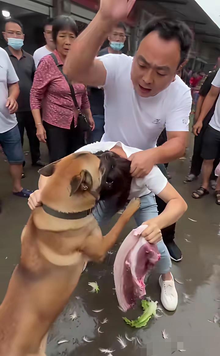 这样的狗狗不能养了