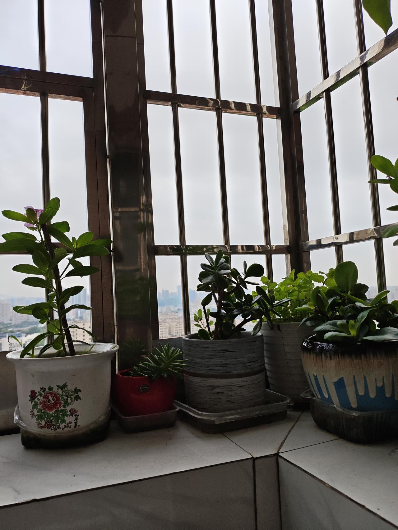 阳台花草近况天气太热了，阳台的花儿都晒死了，只剩下几盆绿植了！秋后再重新开始养花