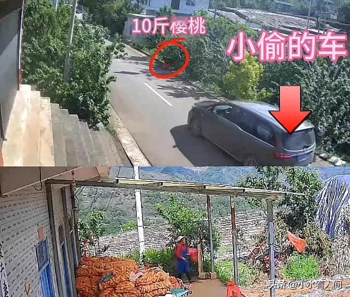 这个男的太丢人了！

开着商务车，竟然明目张胆偷走老人十斤樱桃！

根据九派新闻