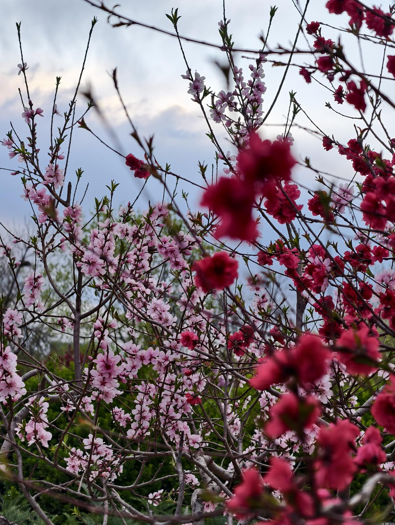 喜欢拍春天盛开的桃花，看看我拍到的两棵树上的红色和粉色的桃花！