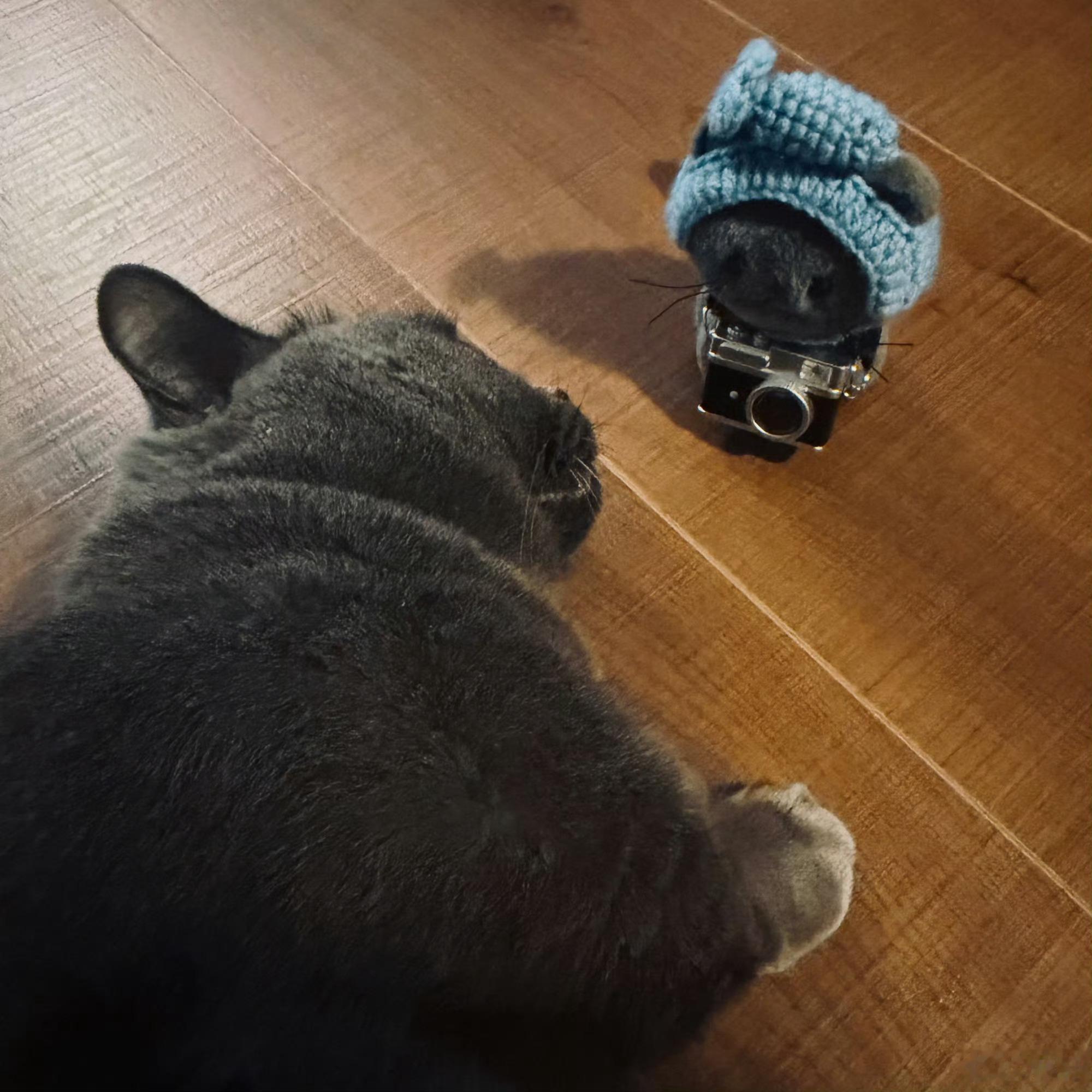 小歪完全是猪来的 