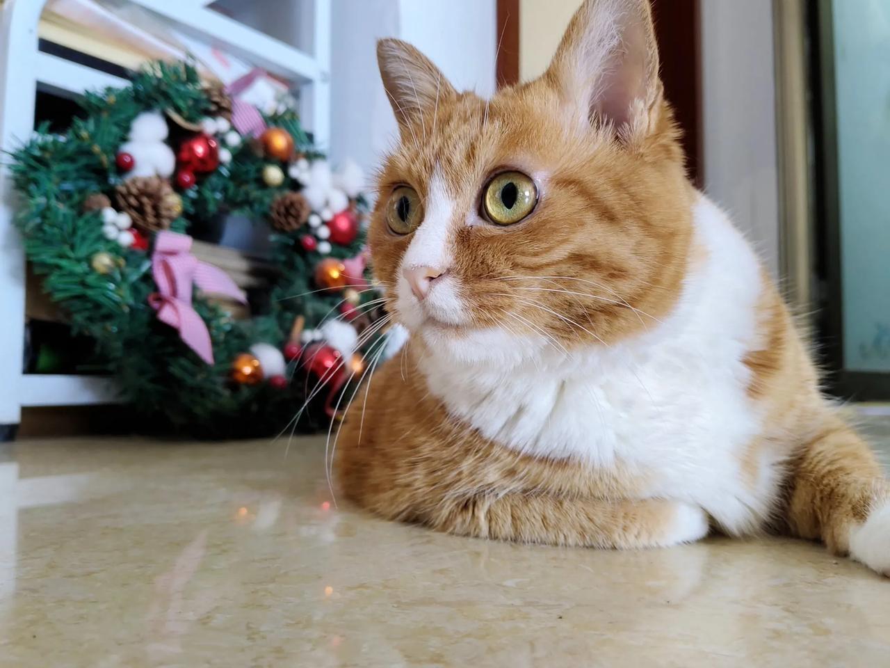 猫咪是不是很可爱啊?你家毛孩子多大了？她俩，一个10岁半，一个11岁半，依然青春