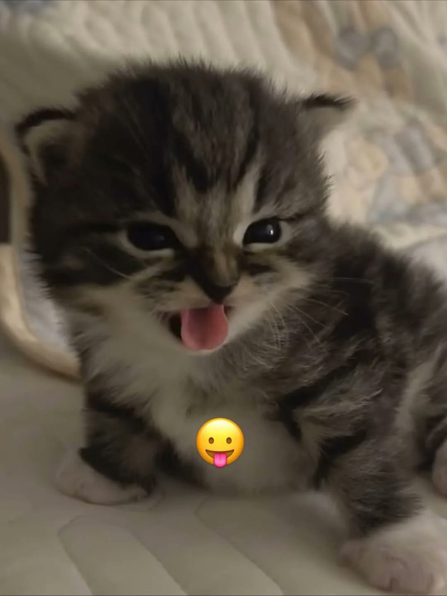 😛meme
