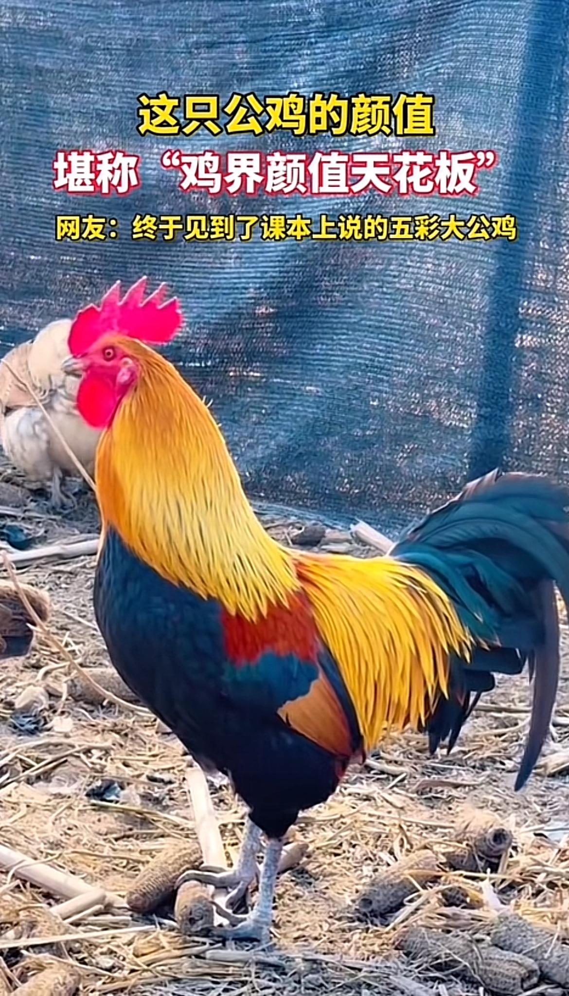 家人们谁懂啊，公鸡里真有颜值逆天的存在！就那五彩斑斓的羽毛，简直是鸡界时尚达人。