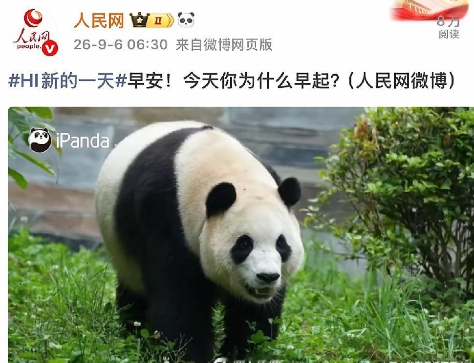 福宝福公主一直是有排面的
福宝又上人民网了
看福宝的精力充沛的样子
我都想找个草